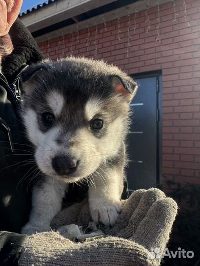 Отдам щенка в добрые руки