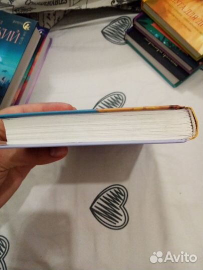 Осенний марафон лабрадора Трисона