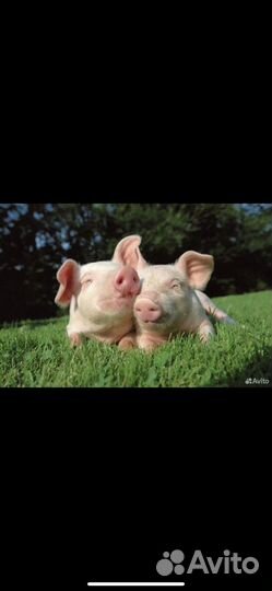 Поросята ландрас
