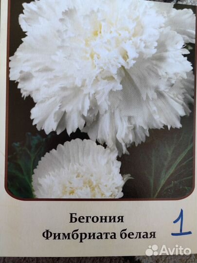 Бегонии сортовые