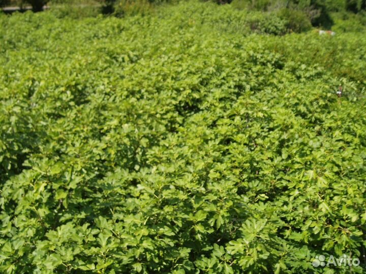 Укорененные черенки инжира