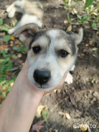 Русская деревенская