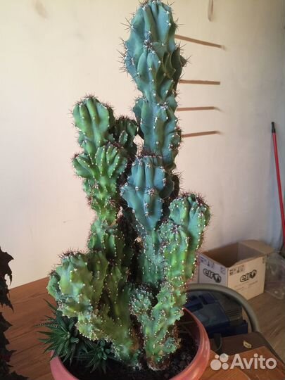 Комнатные растения,офисные-кактус цереус скалистый
