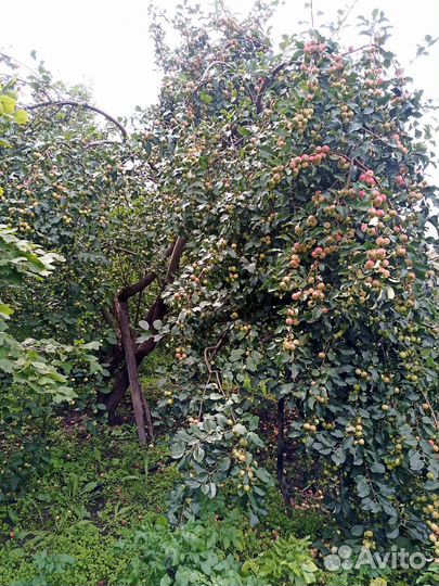 Яблоки, груши, ранетки домашние