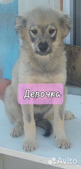 Щенки в добрые руки