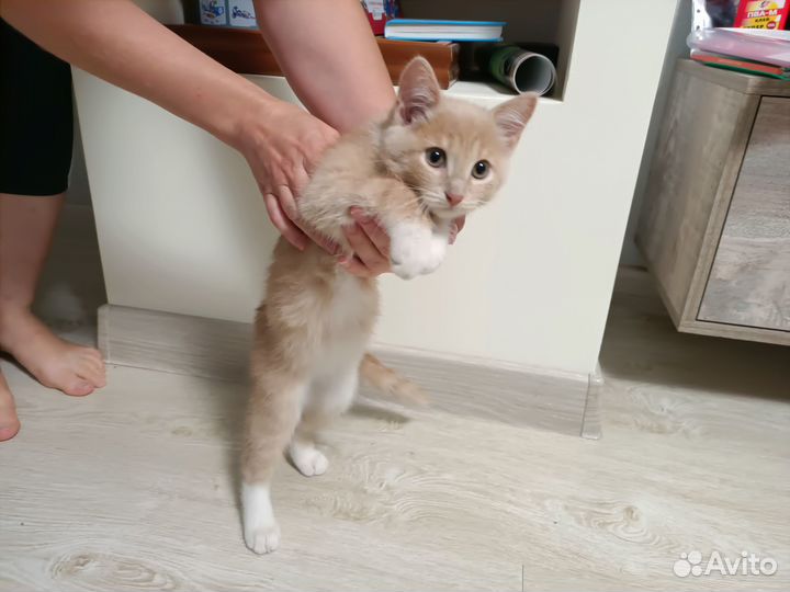 Отдам кошечку в добрые руки