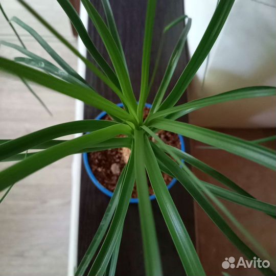 Бокарнея нолина