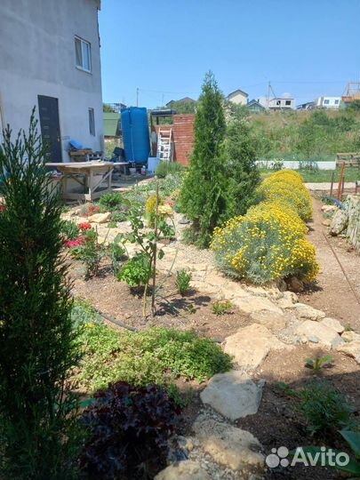 Растения для сада