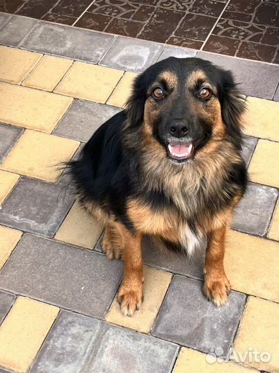 Собака в добрые руки