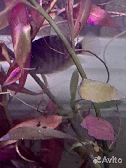 Живая рыба Цихлозома чёрнополосая, Королёв