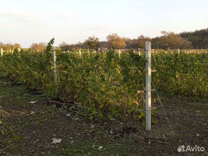 Саженцы ремонтантной малины