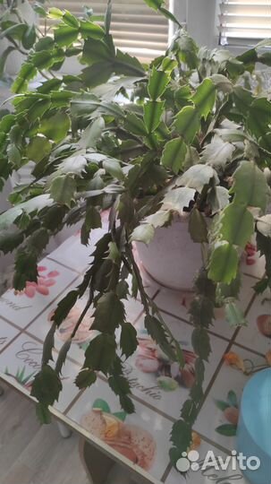 Комнатные растения цветы бесплатно