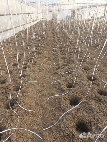 Бурение лунок в теплицах