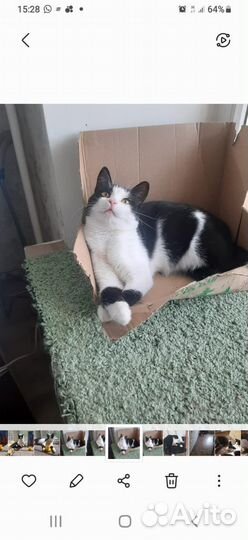 Котик и кошечка