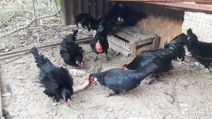 Куры бентамки