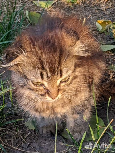 Котята бесплатно