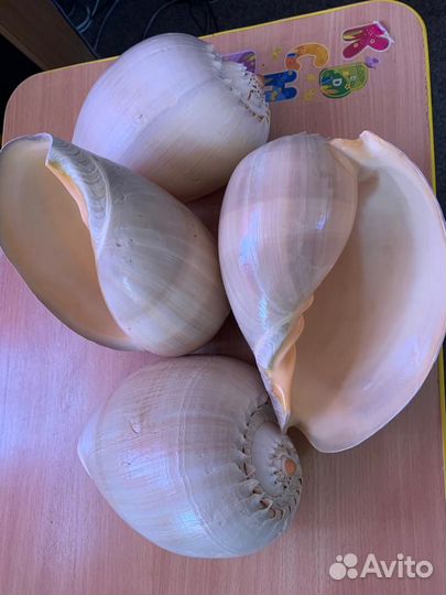 Морские ракушки раковины 1кг