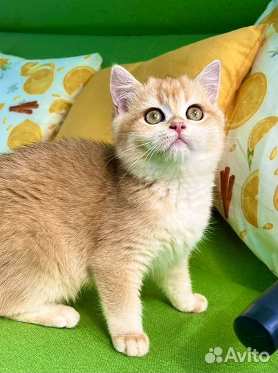 Британская девочка золотая шиншилла