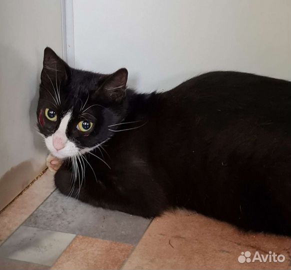 Кошка в дар бесплатно