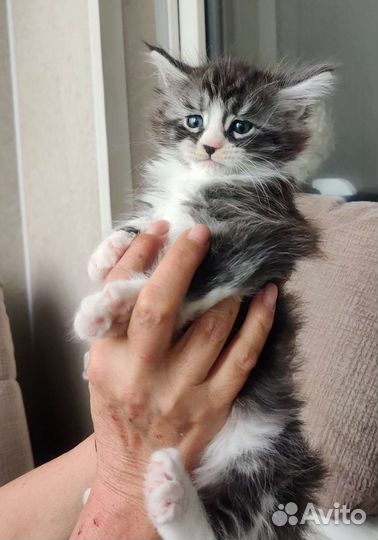 Кошки мейн-кун