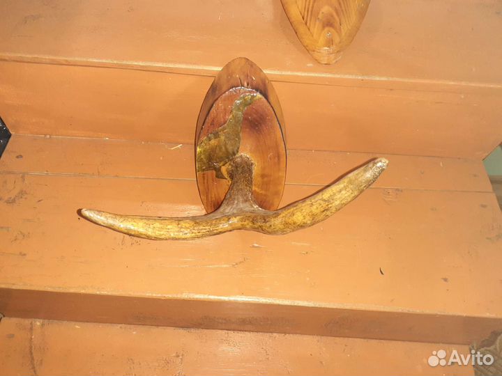 Рога лося на медальоне