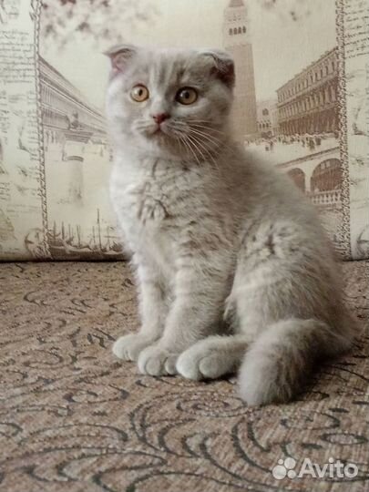 Котята британцы в Кашире
