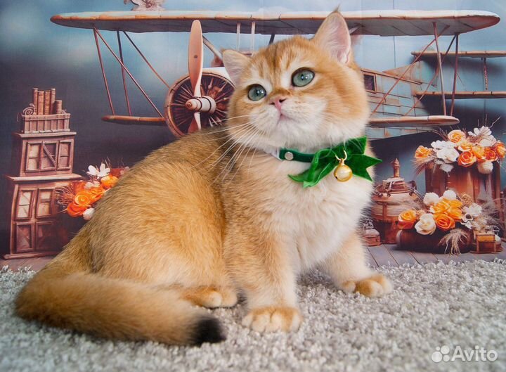 Британский котенок ny12