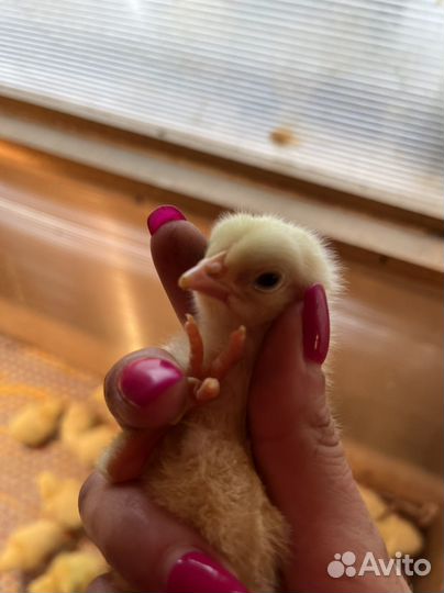 Цыплята бройлеры кобб 500