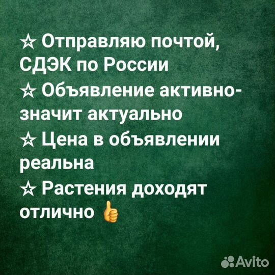 Гинкго билоба саженцы