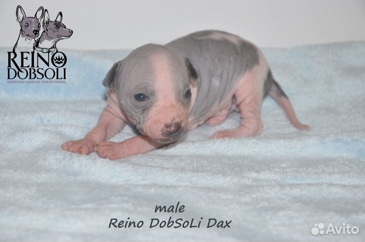 Щенки Американского голого терьера