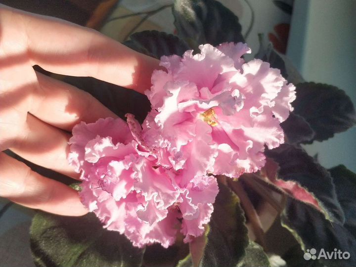 Фиалки сортовые