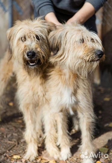 В добрые руки