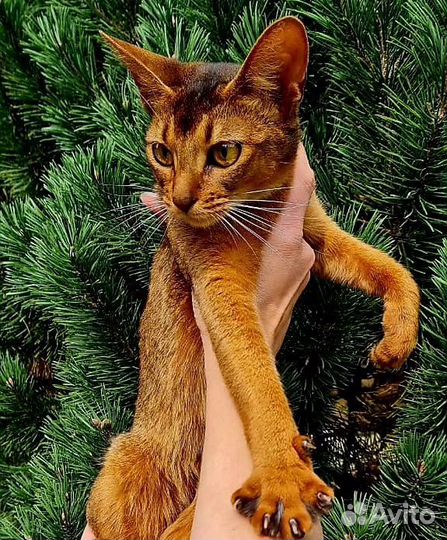 Абиссинская