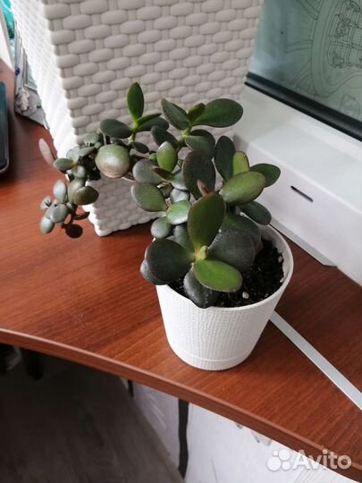 Комнатный цветок