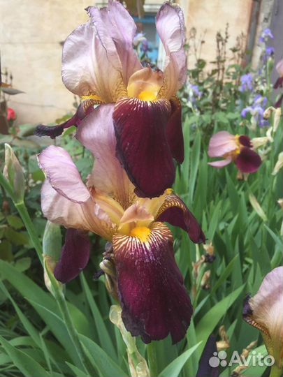 Ирисы, Нарциссы