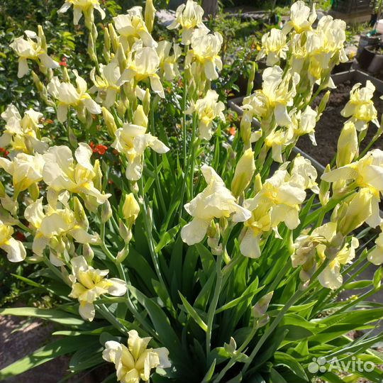 Ирисы (саженцы)