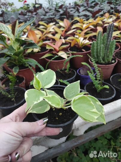 Комнатные растения