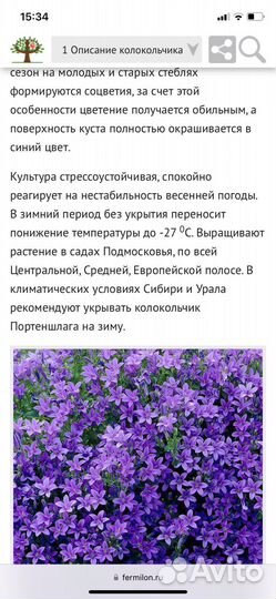 Кампанула Портеншлага жених