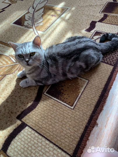 Кошка в дар