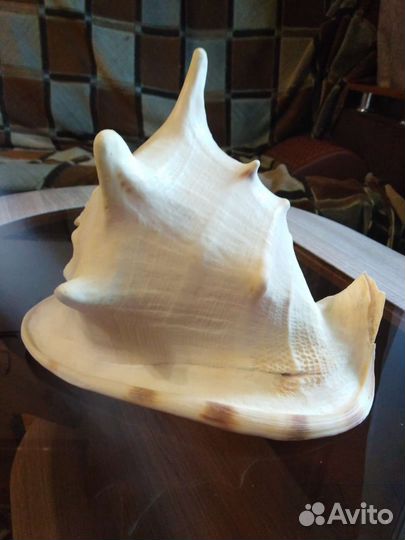 Ракушка для аквариума