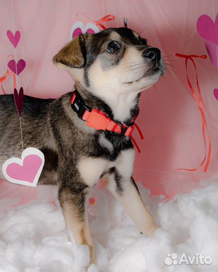 Красавица Лея в добрые руки