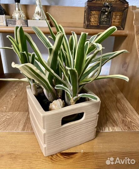 Неорегелия