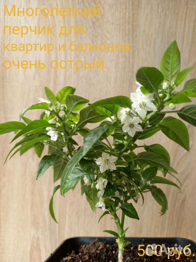 Перец комнатный острый, многолетний,кустарниковый