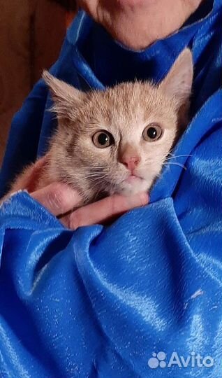 Котенок из ледяных развалин