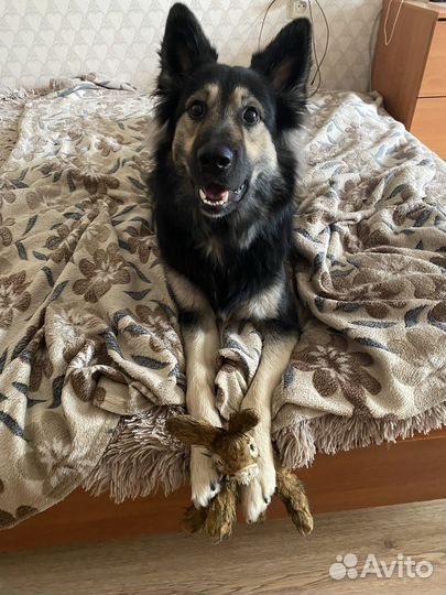 Собака в добрые руки овчарка