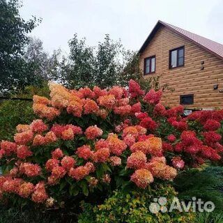 Черенки укоренённые метельчатых гортензий
