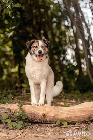 Дружелюбный Дьюк собака из приюта в добрые руки