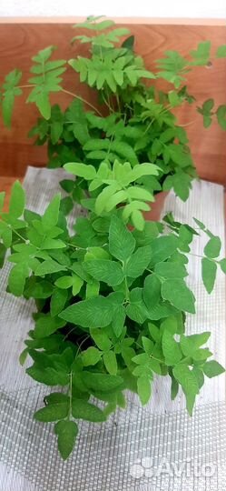 Папоротник птерис