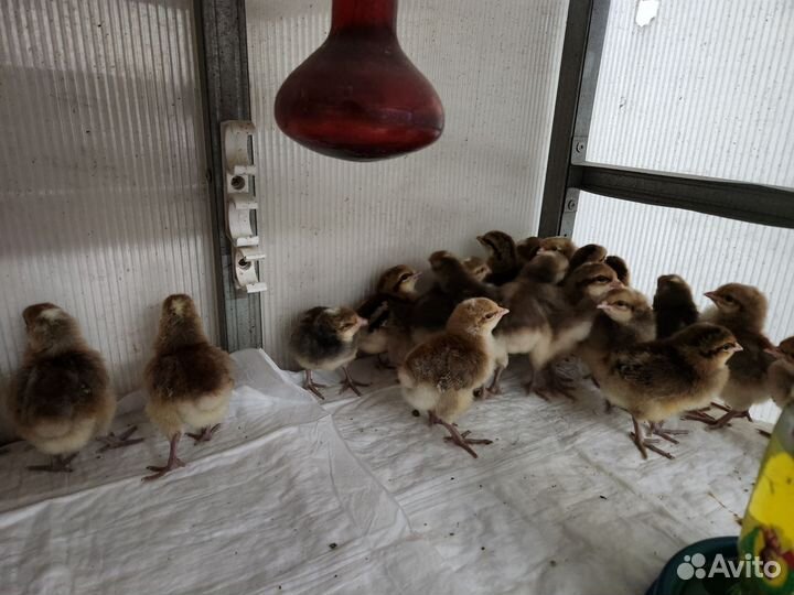 Инкубационное яйцо Билефельдер