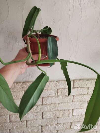 Монстера, Филодендрон